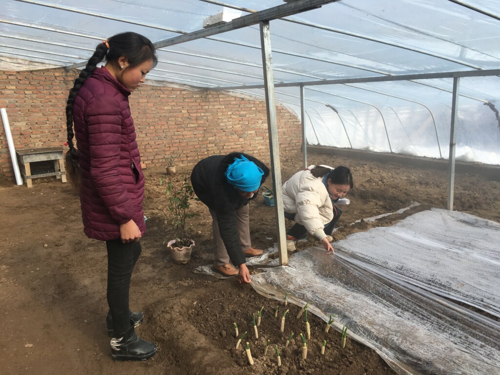 The Greenhouse Project: GPA Cares - Building a Greenhouse